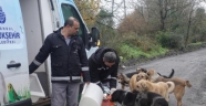 Sokakta yaşayan hayvanlara günlük 1 ton mama