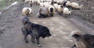 Türkiye'de Tarım Ve Hayvancılığın Potansiyeli