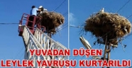 Yuvadan düşen leylek yavrusu kurtarıldı