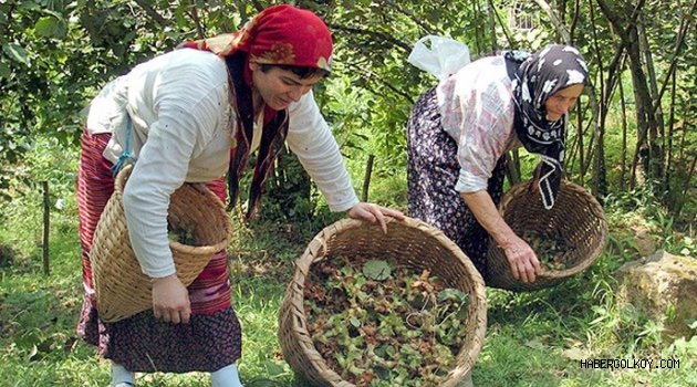 TARIMSAL DESTEK ÖDEMELERİ AÇIKLANDI