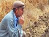 Buğday rekoltesinde kayıp yüzde 80'lere ulaştı, çiftçi çaresiz