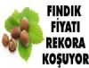 Ordu'da Fındık Fiyatı Gittikçe Artıyor