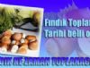 Orduda Fındık Toplama Tarihi Belli Oldu