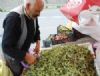 Yaş Fındık 15 TL'den Satışa Çıktı