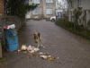 Ordu'nun Başıboş Köpekleri Çatalarmut'a mı Bırakılıyor?