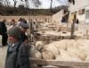 Koyun Dağıtımı Yapıldı