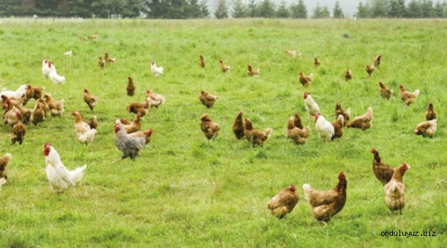 Türkiye'de kanatlı et sektörünün ekonomik potansiyeli ve gelişimi