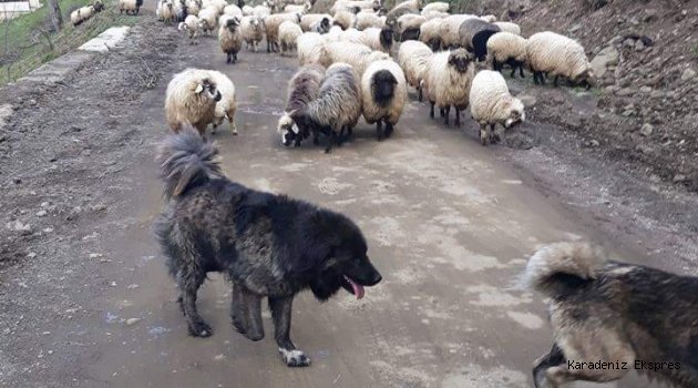 Türkiye'de Tarım Ve Hayvancılığın Potansiyeli