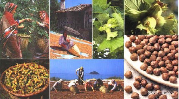 Türkiye fındık ihracatından ne kadar gelir elde etti?