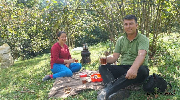 Üretici, fındık fiyatlarının yükselmesini bekliyor