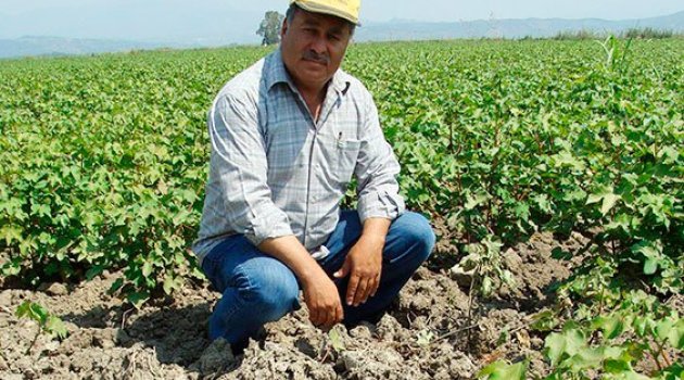 Yağışlar pamuğu vurdu, rekolte yüzde 20 düşecek