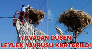 Yuvadan düşen leylek yavrusu kurtarıldı
