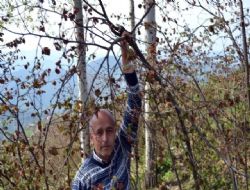 Yetkililerin 'Sigorta' Uyarılarını Dikkate alan Fındık Üreticileri Karda!