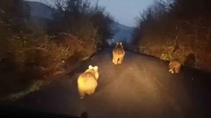 Anne ayı ve yavruları kamerada
