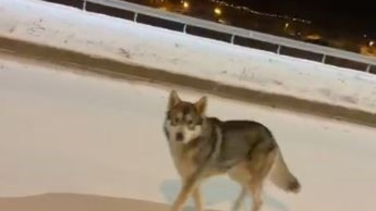 Ardahan’da şehre inen kurt görüntülendi