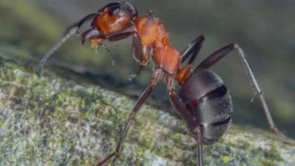 ARI NEYSE KARINCA DA O ...