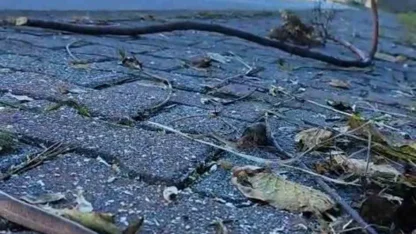 Artvin’in ardından Trabzon’da da yılanlar kış uykusuna yatmadı