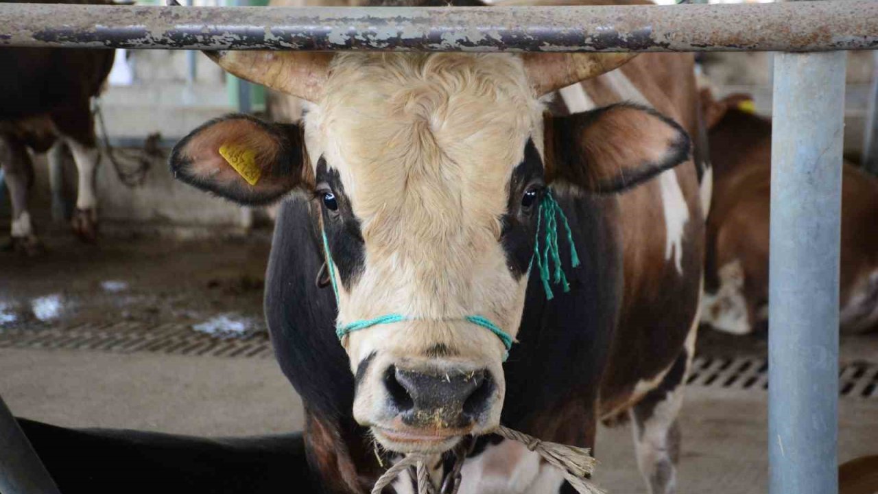 Bolu’da şap kısıtlamaları kaldırıldı