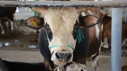 Bolu’da şap kısıtlamaları kaldırıldı