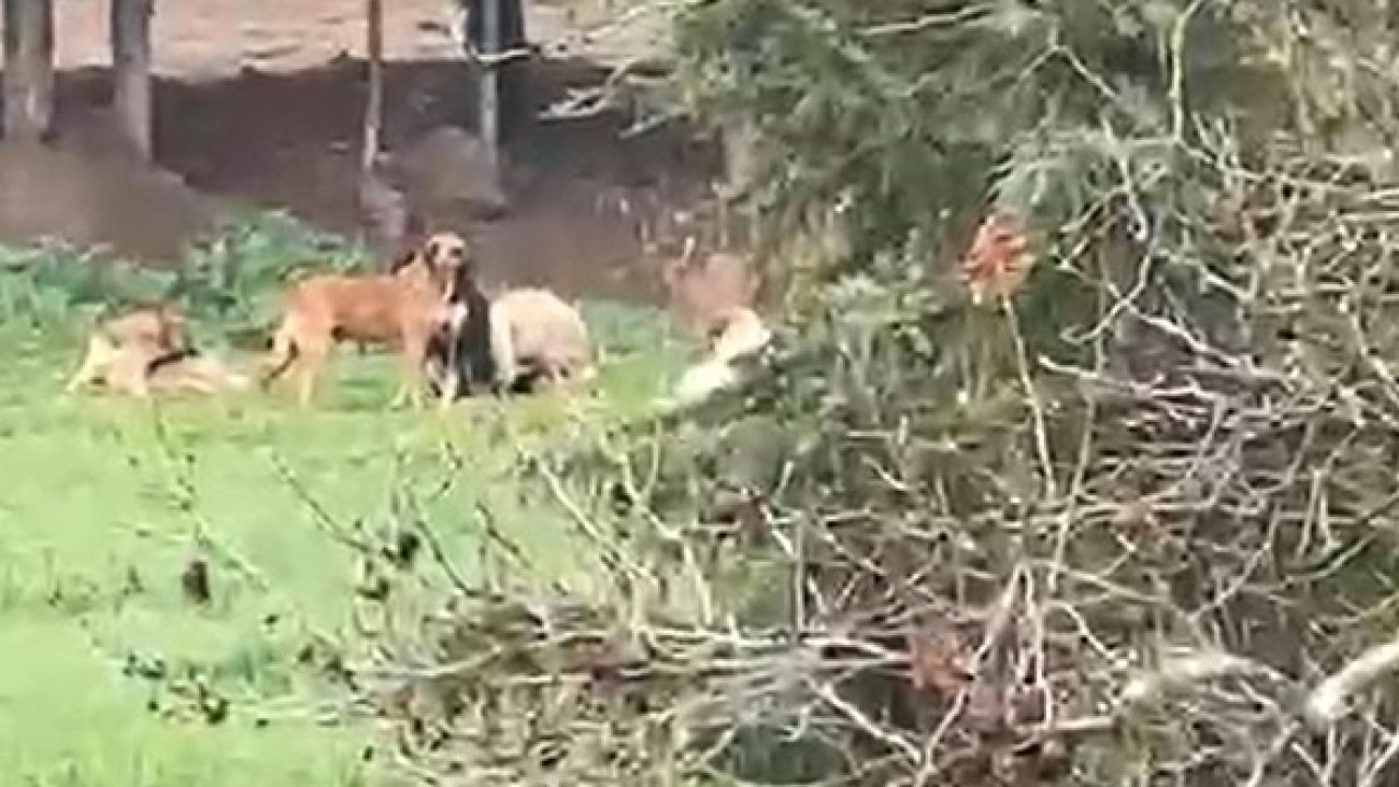 Derince’de başıboş köpek tepkisi: "30’a yakın köpek bir arada dolaşıyor"