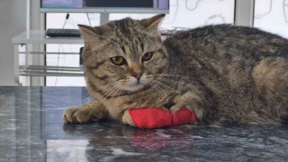Düzce’den bin 384,795 ton kedi köpek maması ihraç edildi