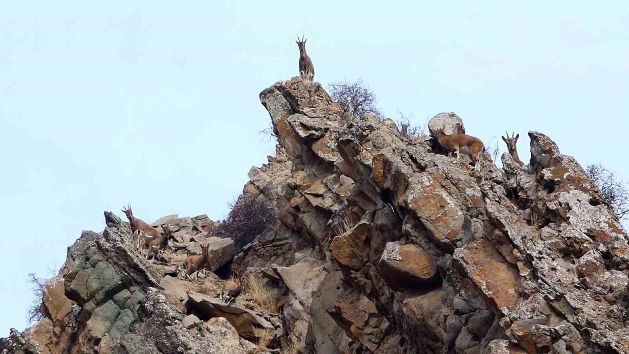 Erzurum’da yaban hayatı fotokapanlara takıldı
