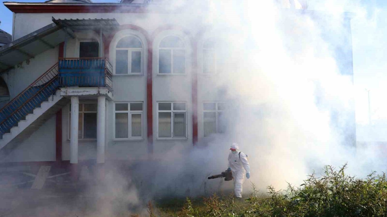 Kahverengi kokarca kışlak mücadelesi sürüyor