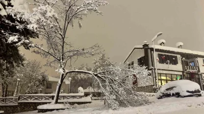 Karabük’te kar ağırlığına dayanamayan çok sayıda ağacın dalların kırıldı