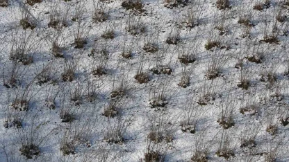 Karadeniz’deki kar yağışı, fındık ve diğer tarım ürünlerine yaradı