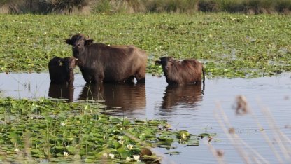 Kızılırmak Deltası’nda manda yetiştiriciliği markalaşarak geleceğe taşınıyor