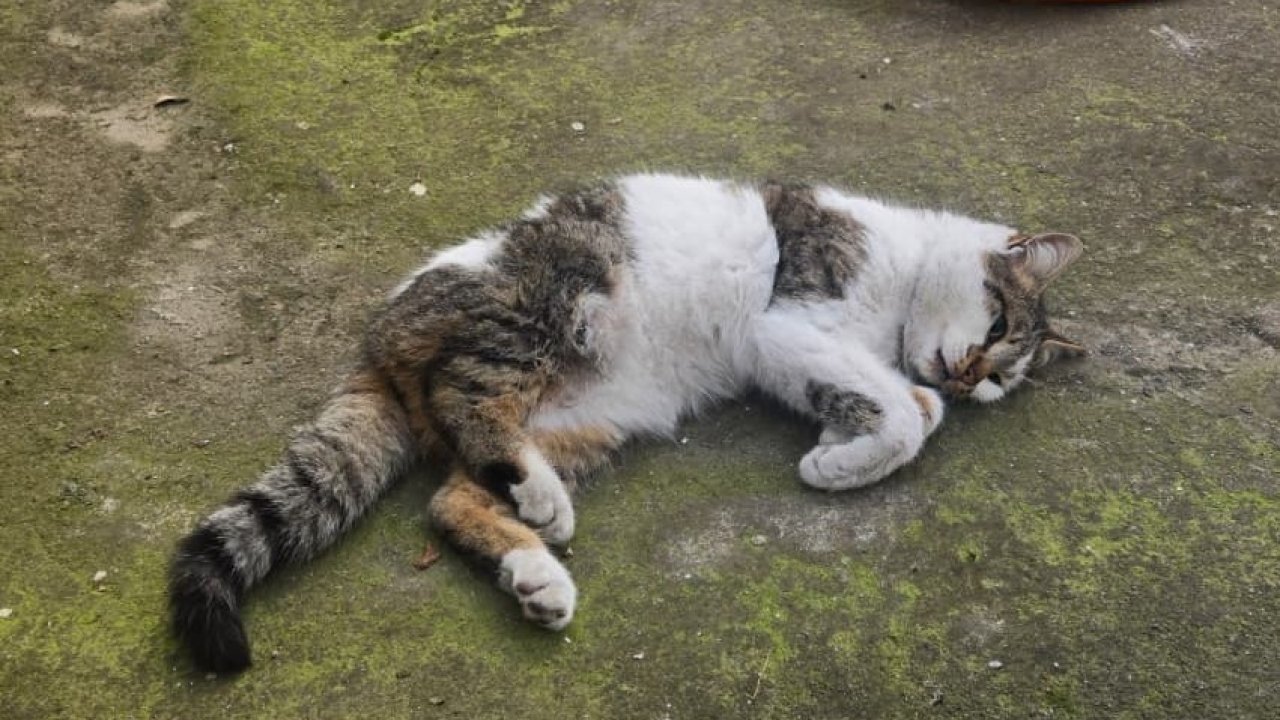 Korkuluğa saplanan kediyi itfaiyeciler kurtardı