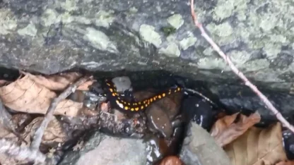 Nesli tehlike altındaki Kafkas semenderi Şavşat’ta görüntülendi