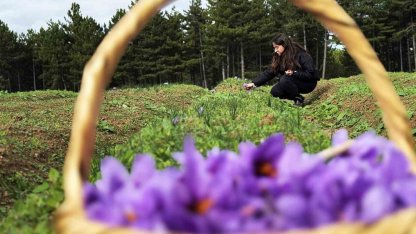 Safran, sarımsak ve kırmızı bibere bilimsel güvence