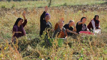 Samsun’da bitkisel ve hayvansal üretim destekleniyor