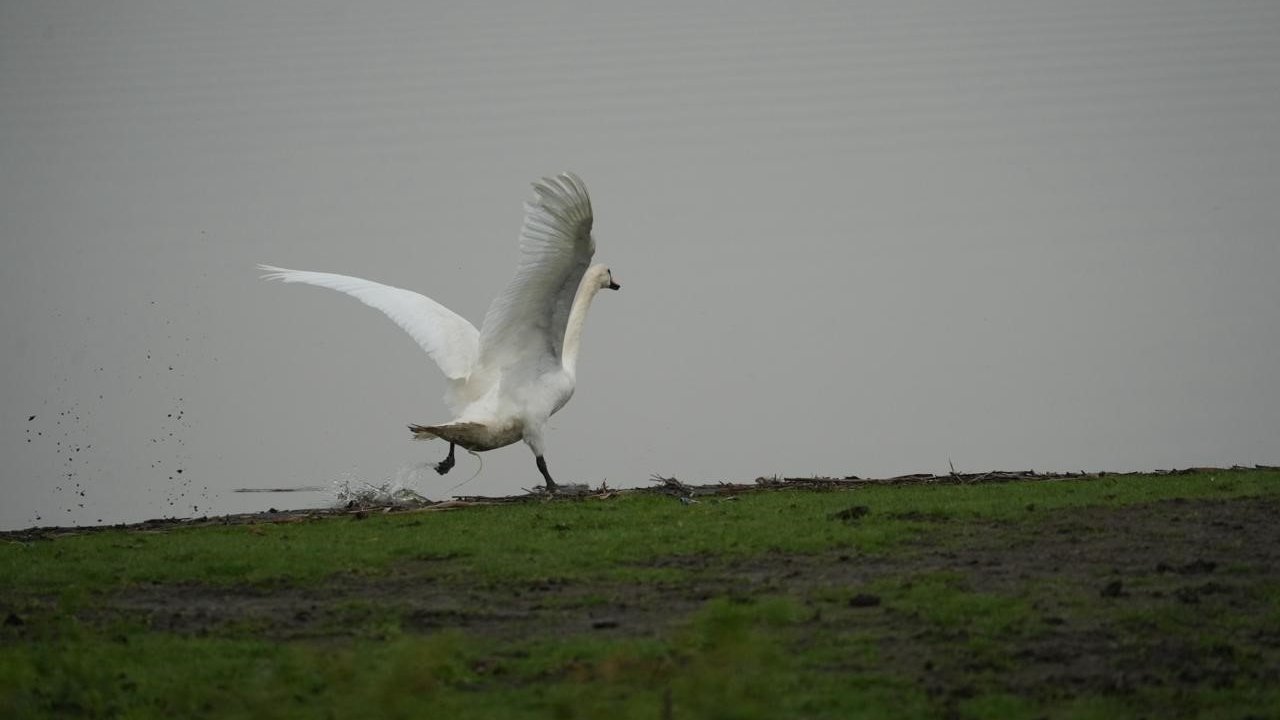 Samsun’da yaban hayatına merhamet eli