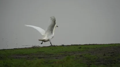 Samsun’da yaban hayatına merhamet eli