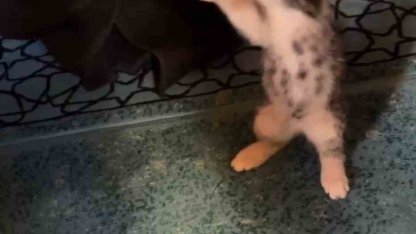 Yavru kedi camide vaaz sırasında cemaatle ve tespihle oynadı