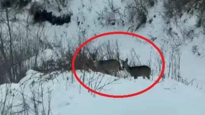 Akdağ’da karacalar görüntülendi