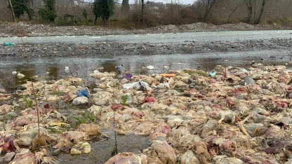 Alaplı’da çay yatağında onlarca tavuk ölüsü bulundu