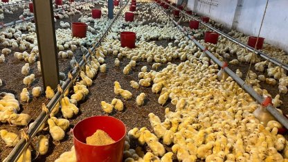 Alaplı’da kümes yangını korkuttu