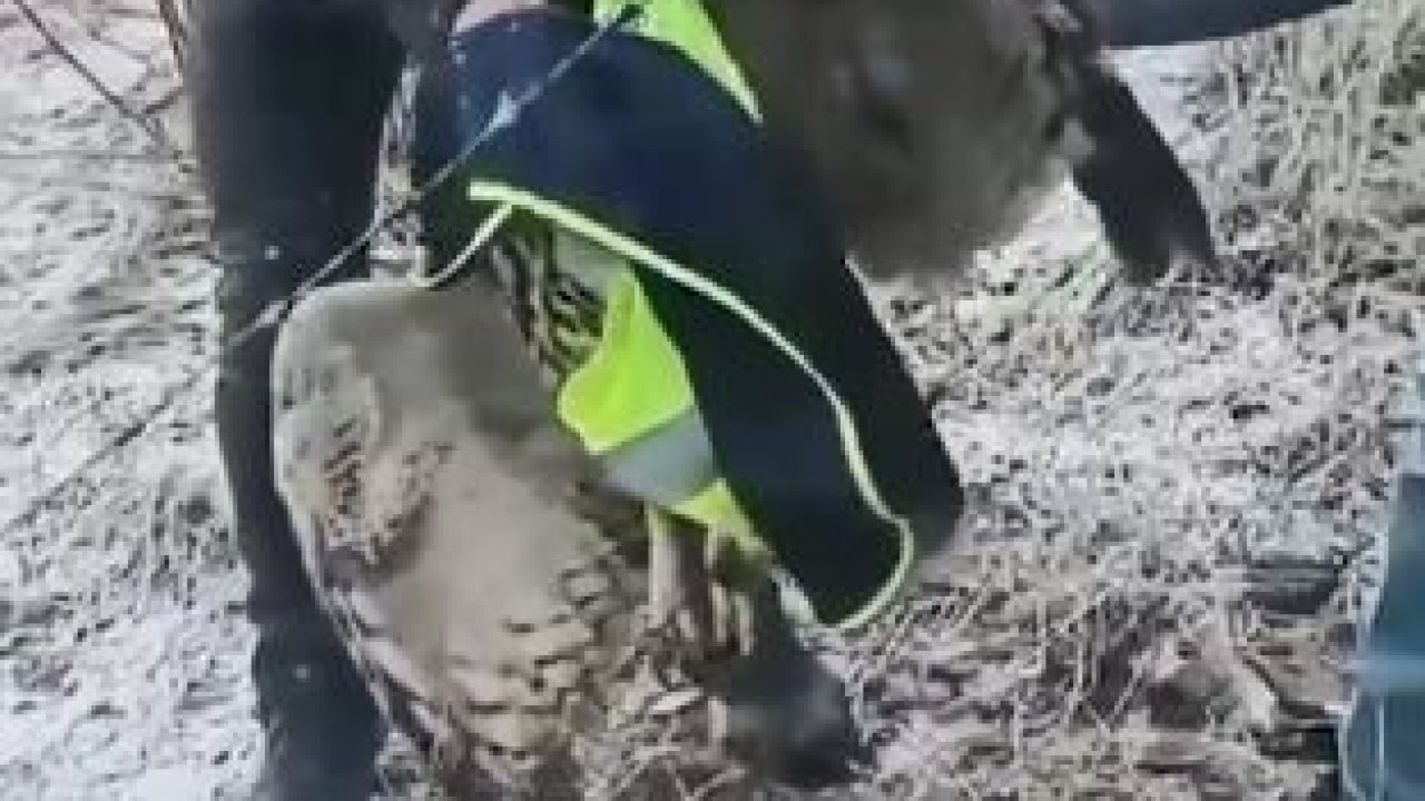 Ardanuç’ta tellere takılan baykuşu İl Özel İdaresi ekipleri kurtardı