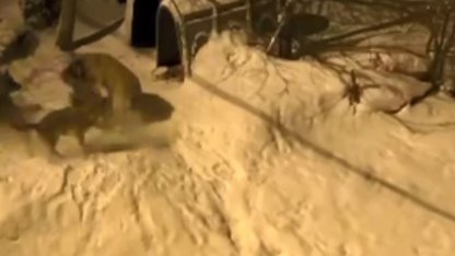 Artvin’de cesur bekçi köpeği 6 kurda meydan okudu