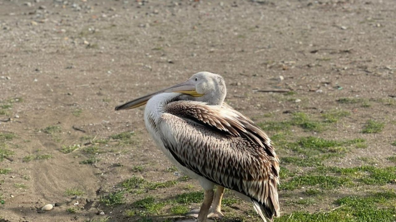 Atakum sahilinde pelikan görüldü