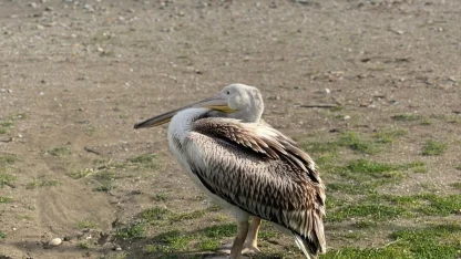 Atakum sahilinde pelikan görüldü