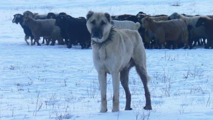Atatürk’ün onayıyla Erzurum’dan okyanusu aşan köpekler