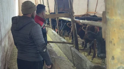 Aydıntepe’de hayvancılığa destek kapsamında düve teslimatları sürüyor