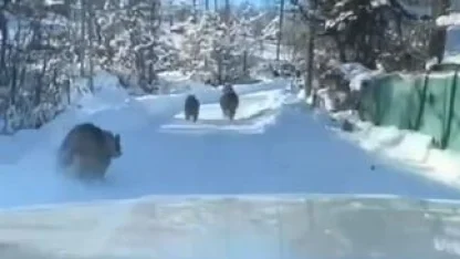 Ayı ve yavruları güpegündüz köy yolunda görüntülendi