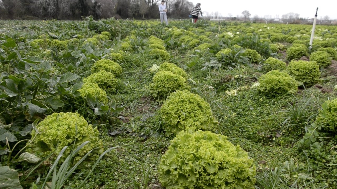 Bafra Ovası’nda 570 dekar alanda marul üretimi