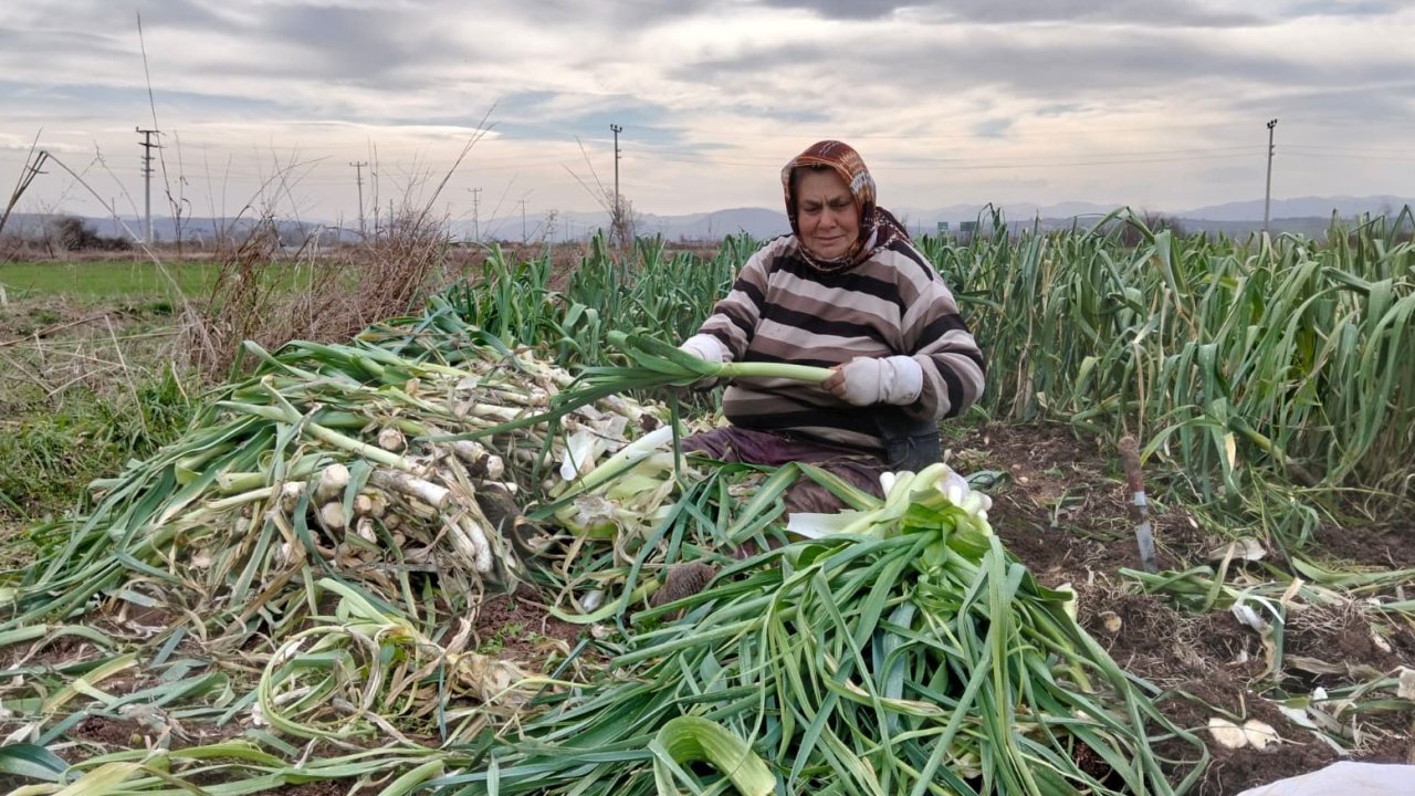 Bafra Ovası’nda pırasa hasadı: Bu yıl rekolte yüksek