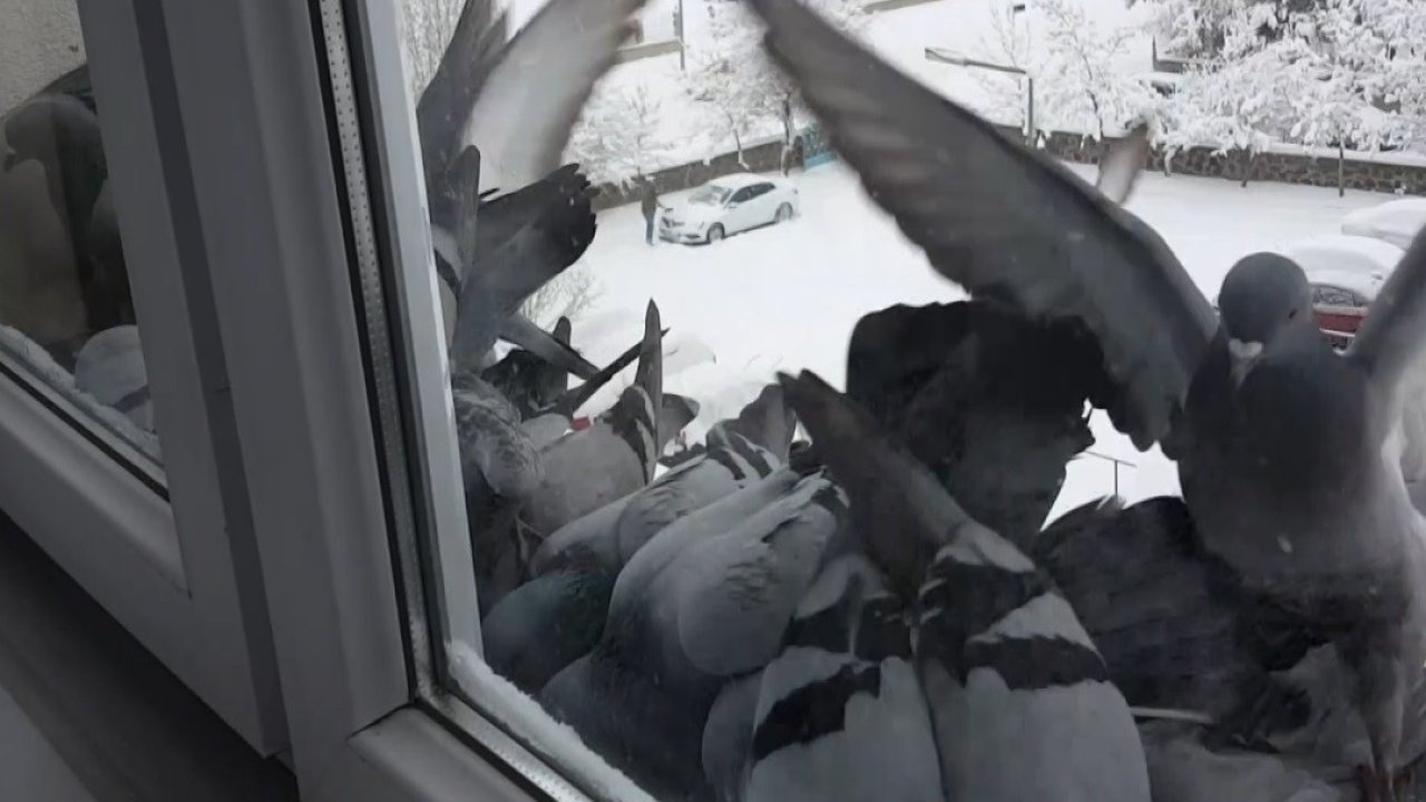 Bayburt’ta dondurucu soğuk: Güvercinler yem bulmak için pencerelere akın etti